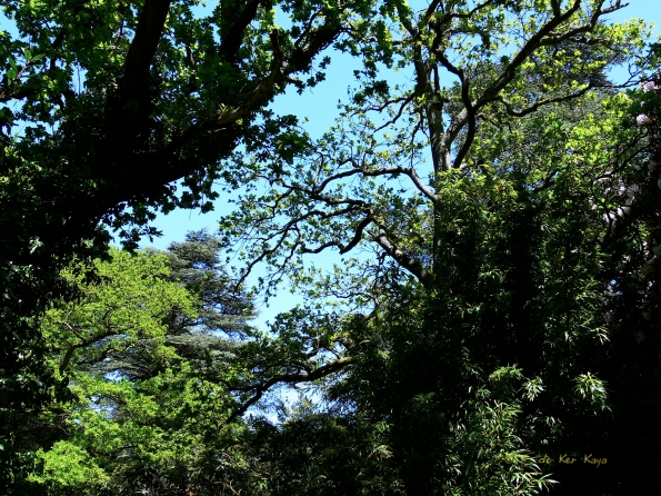 Bois des Moutiers (333) Mai 2012